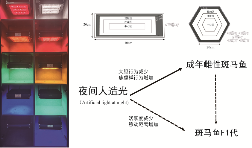 水生所揭示光污染對魚類行為的影響存在代際傳遞效應